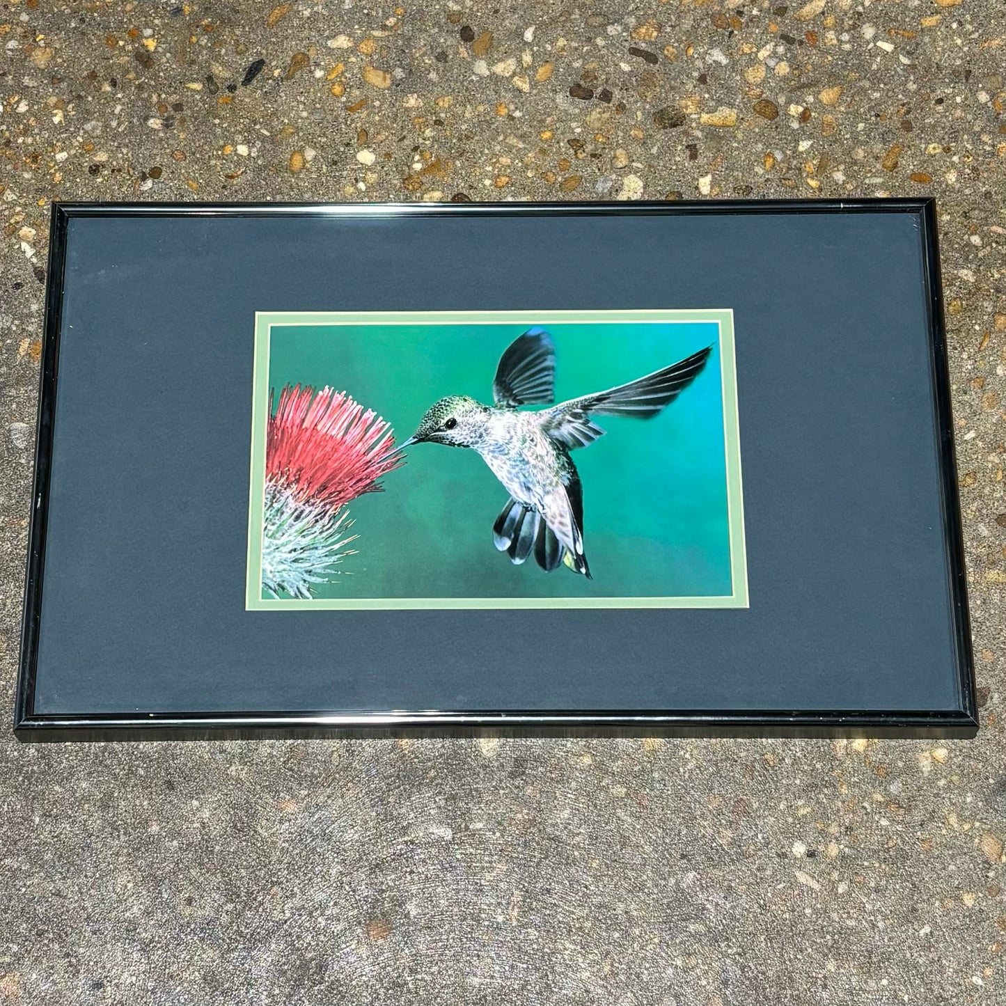 Framed Hummingbird Photograph 12" W x 19.5" x 1" D