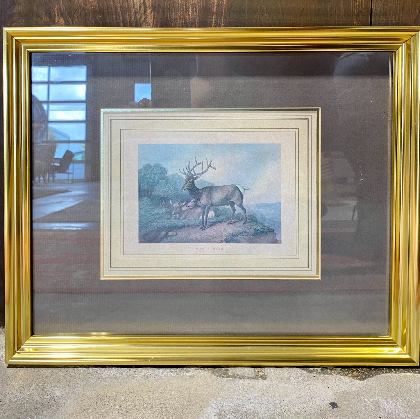 Wapiti Deer Print, 16.5"W x 13.5"H x 1"D