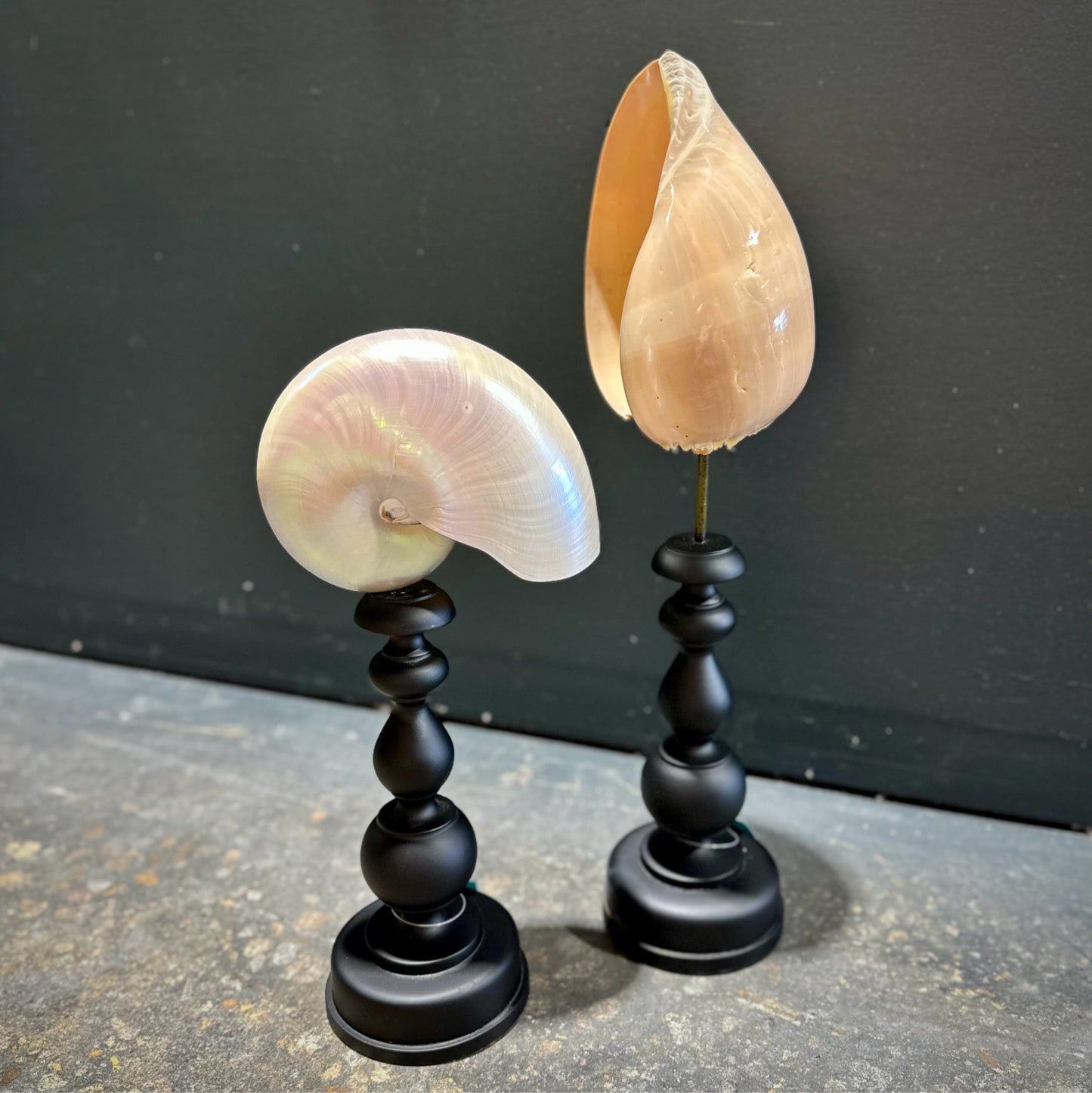 Decorative Seashells Pair, Black Plinths #2
