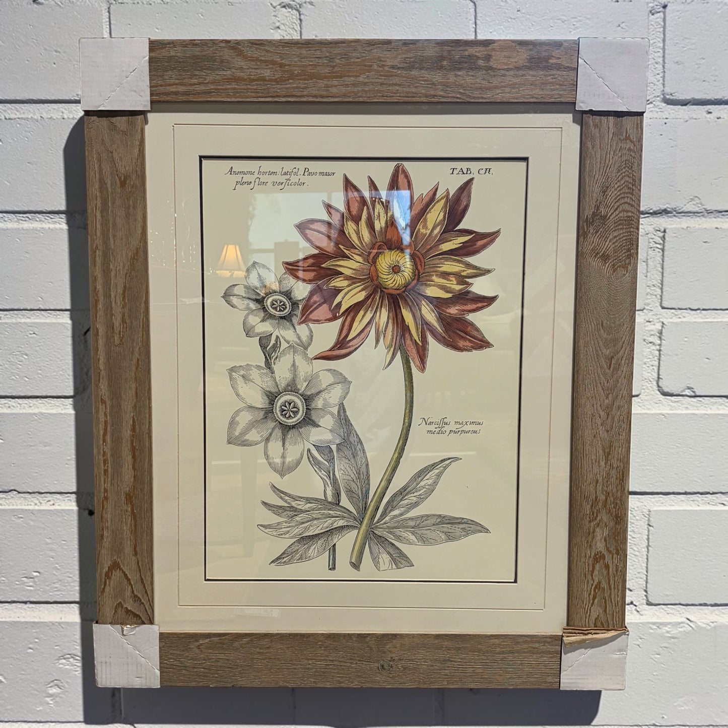 Anemone Framed Poster, 30"W x 36"H