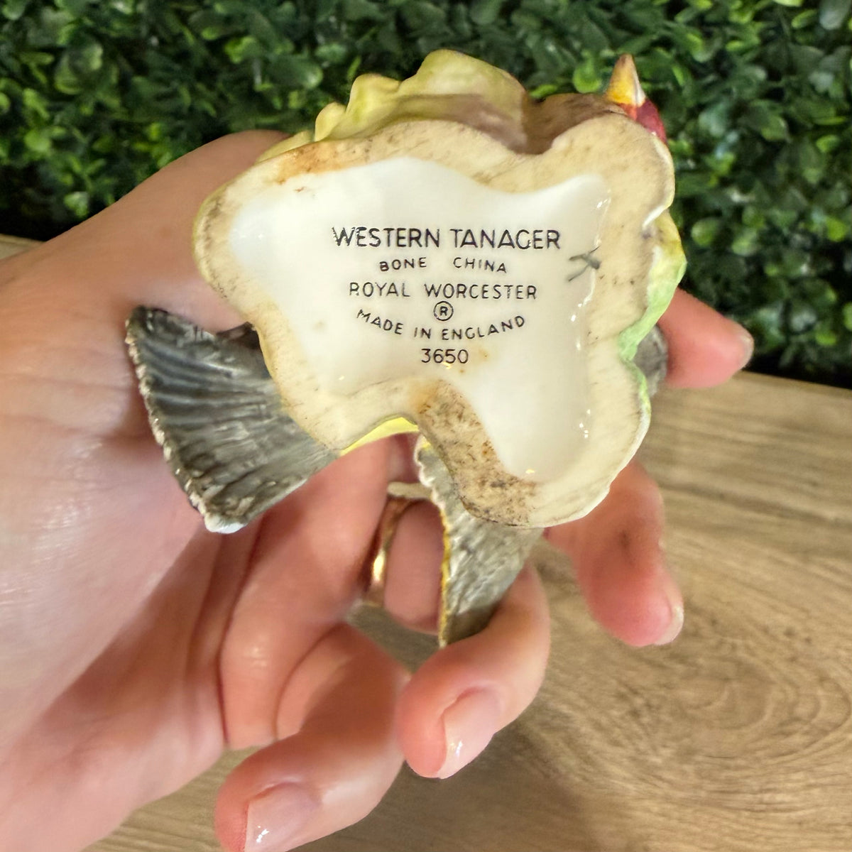 VTG Royal Worchester Western Tanager (3650)