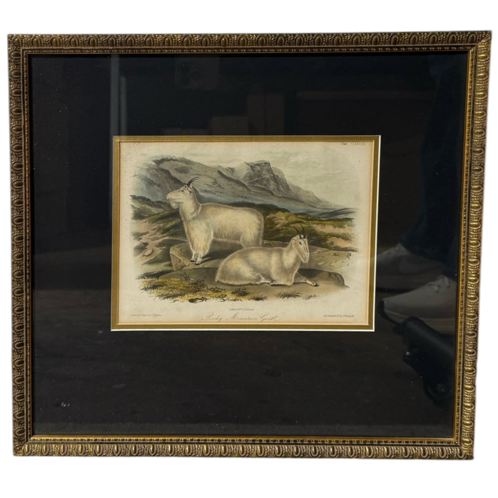VTG Audobon bookplate, Rocky Mountain Goat,, 15.5"W x 14.25"H