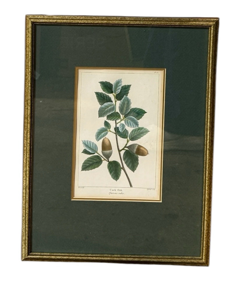 VTG Botanical bookplate, Cork Oak, 12.5"W x 16.5"H