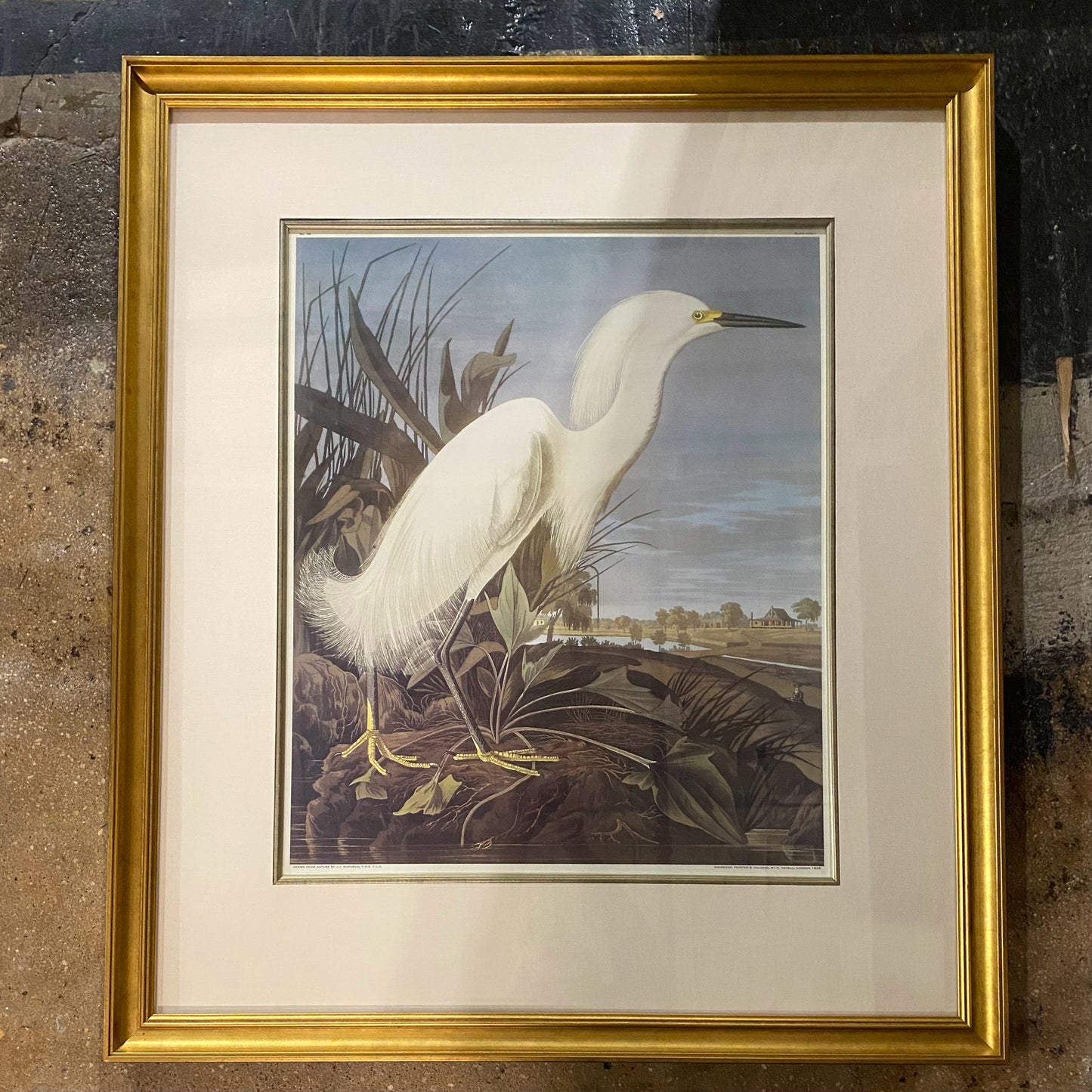 John James Audubon Print, The Snowy Heron, 37.75" H x 33"W x 1.5"D