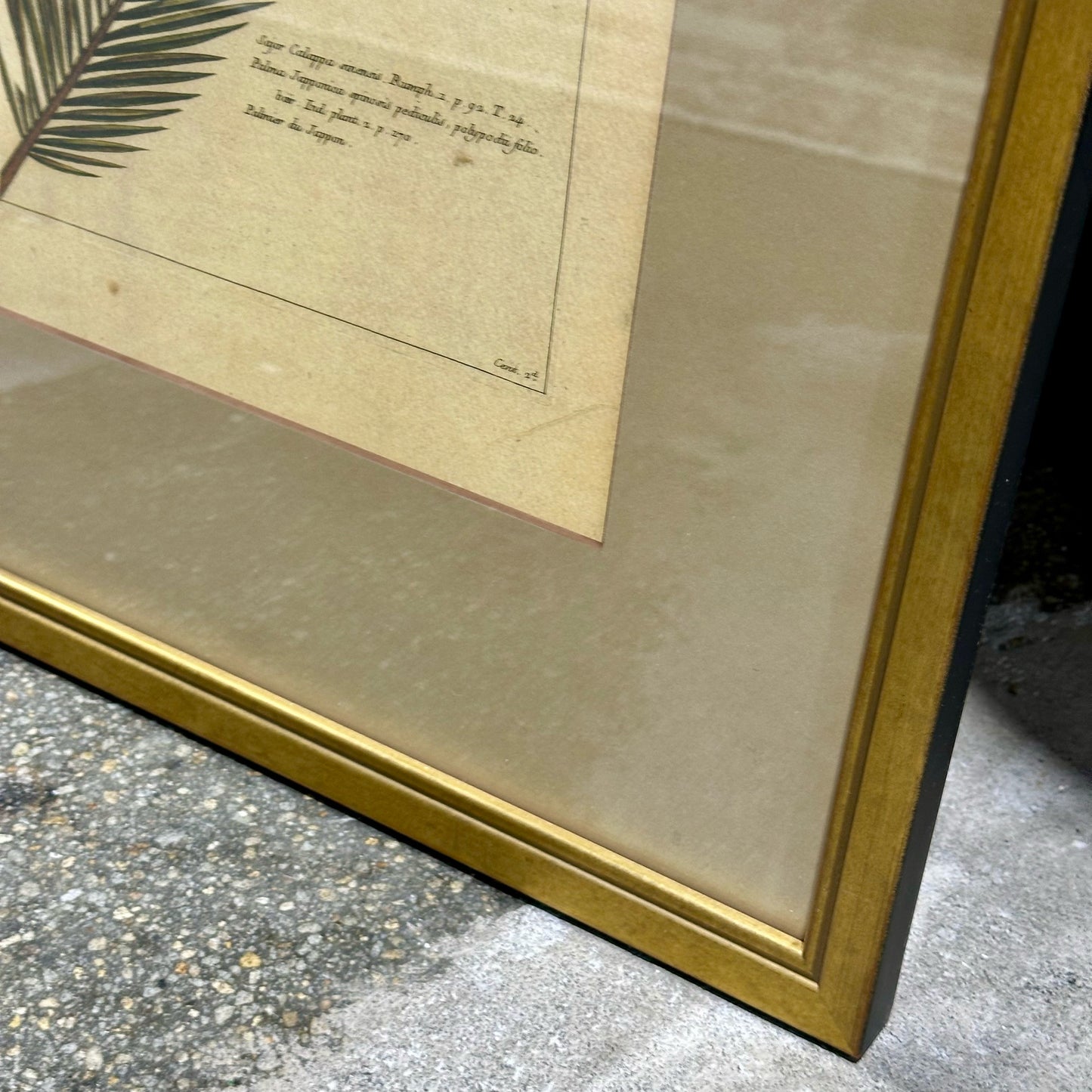 Vintage Style Botanical Palm Leaf Print D.5 , Gold Framed, 21.75" L x 16.25" W