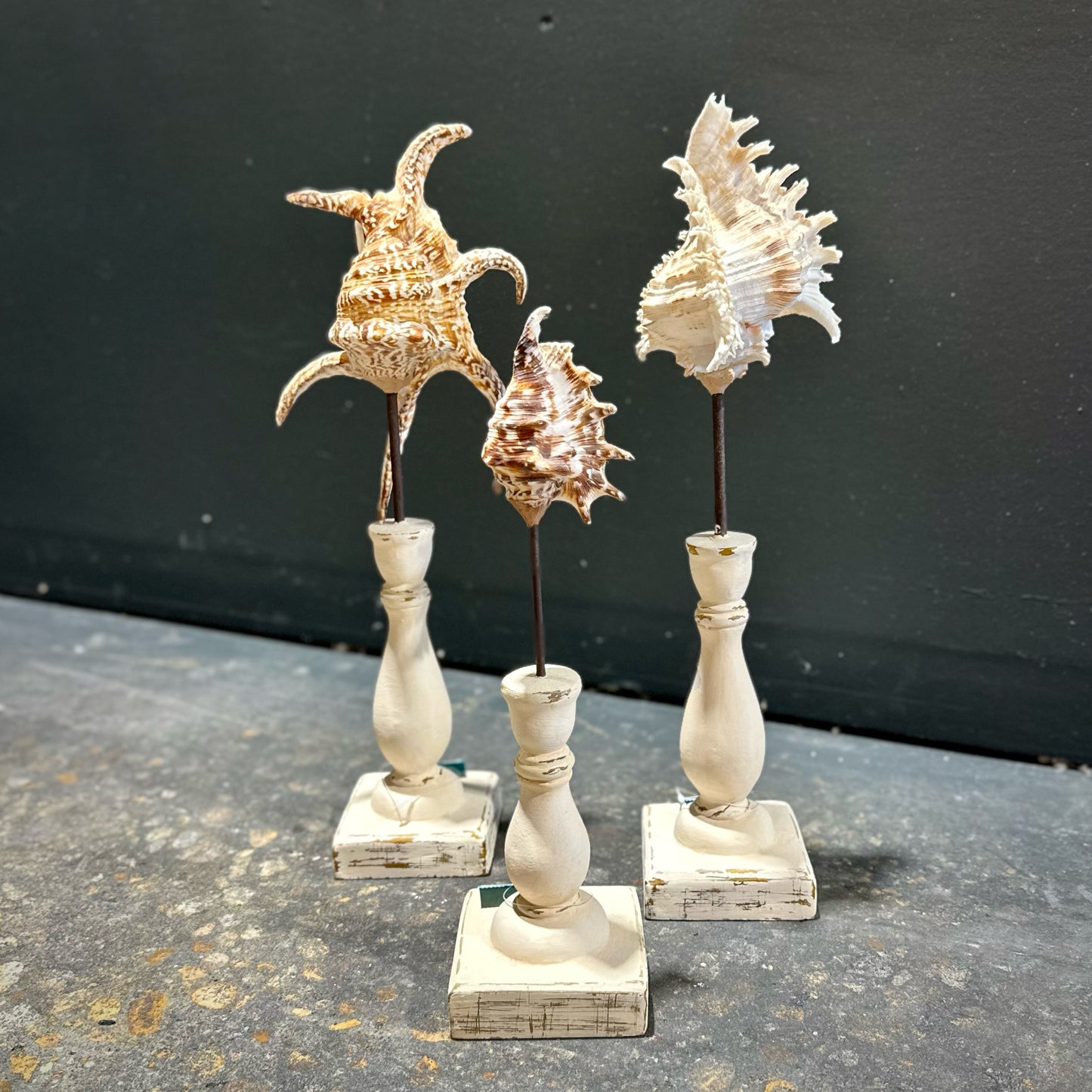 Decorative Seashell Trio, White Plinths #2
