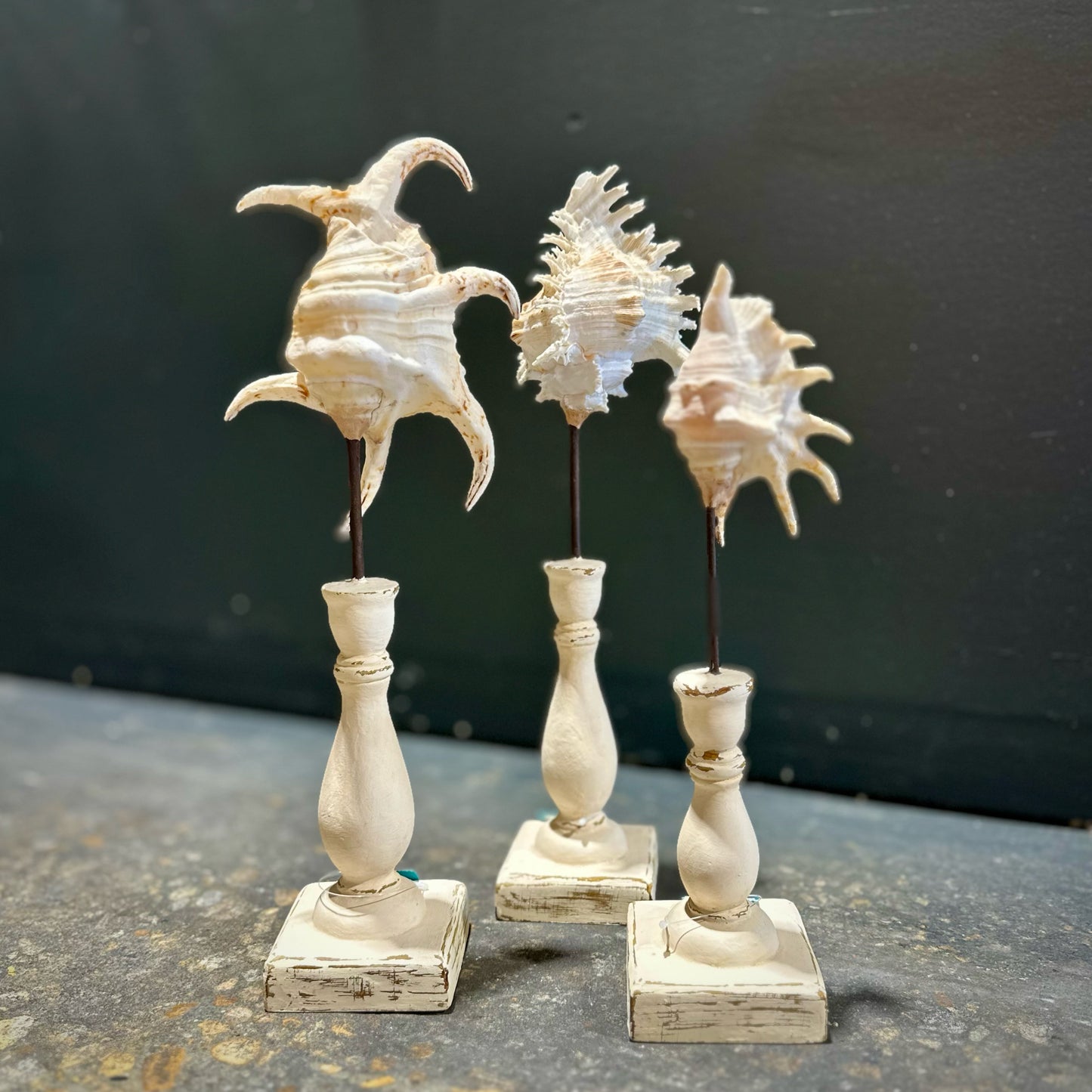 Decorative Seashell Trio, White Plinths #1
