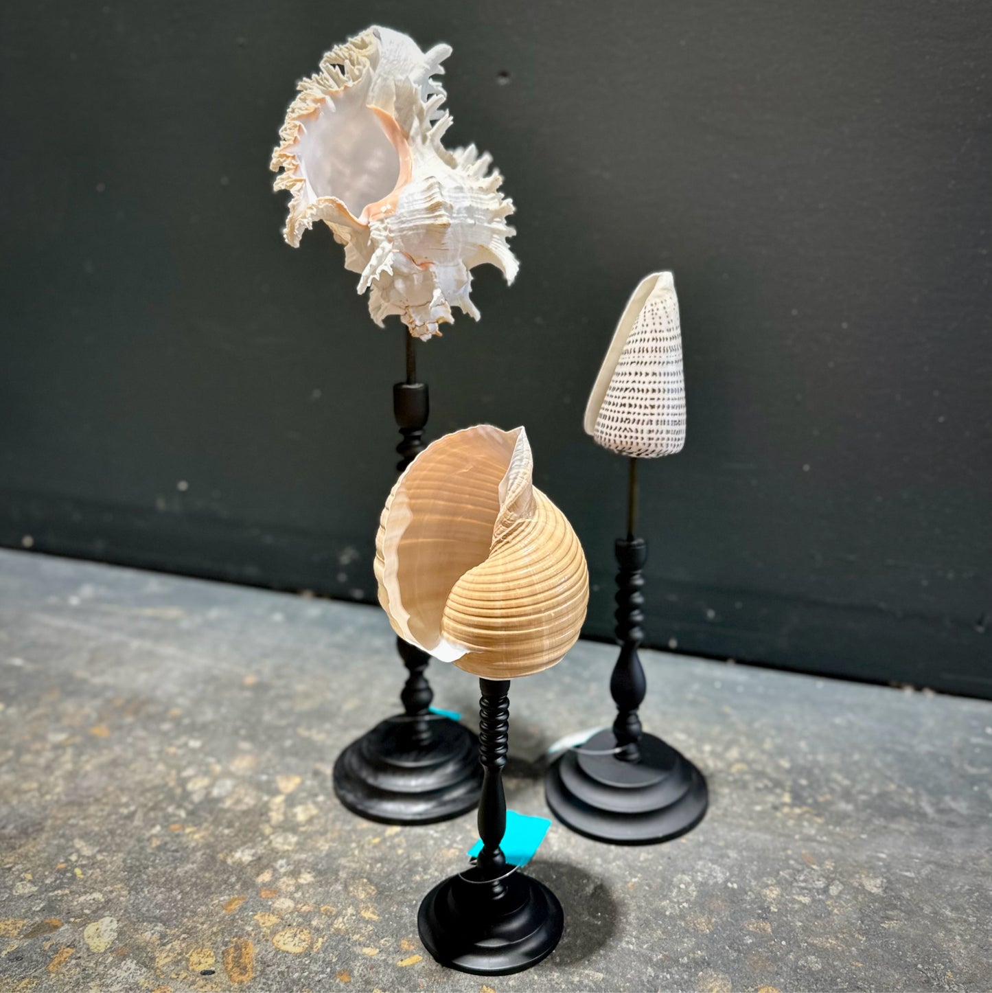 Decorative Seashell Trio, Black Plinths