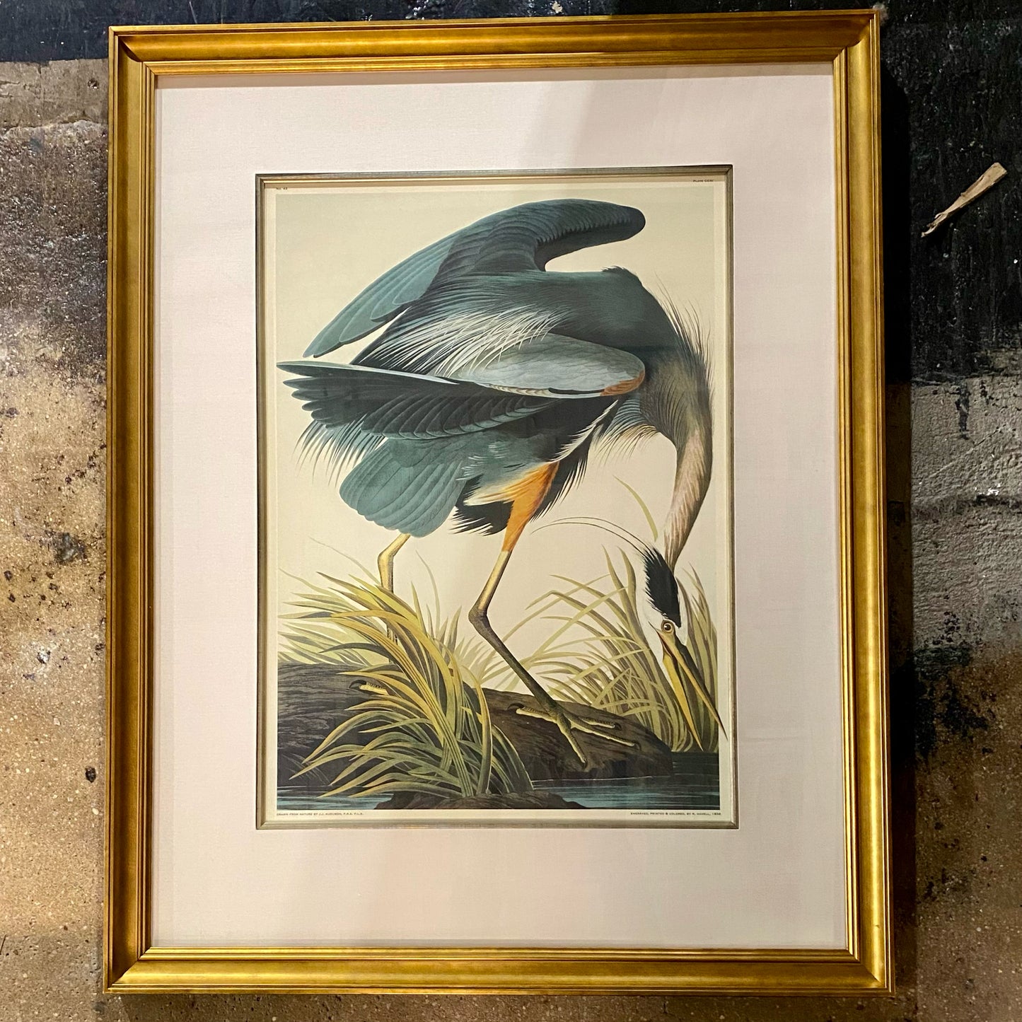 John James Audubon Print, Great Blue Heron, 37"H x 29.5"W x 1.5"D
