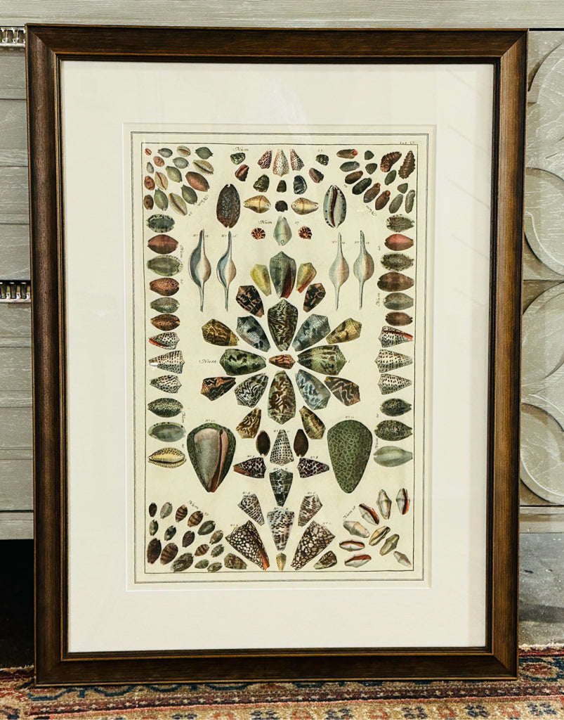 Albertus Seba 'Shells IV' print, 20"W x 24.5"H x 1"D