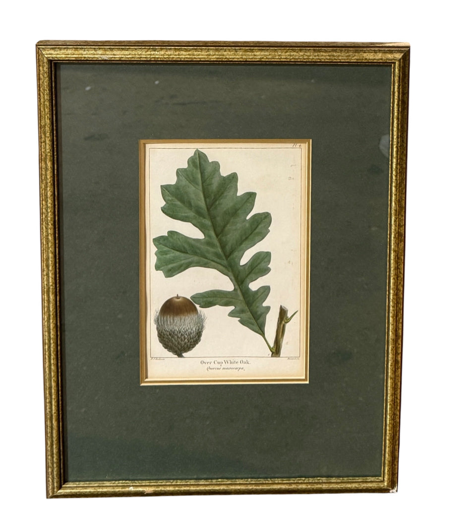 VTG Botanical bookplate, Over Cup White Oak, 12.5"W x 16.5"H