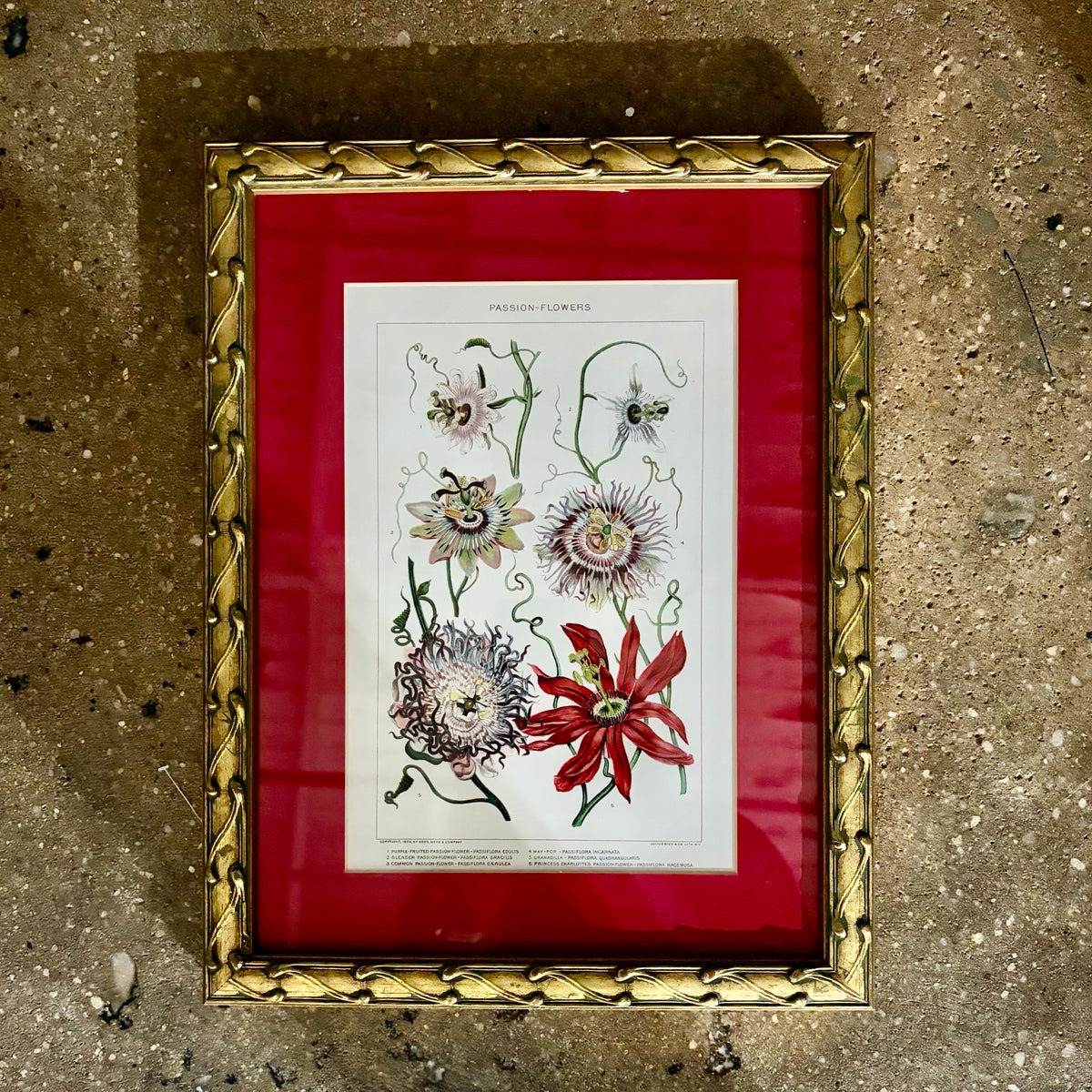 VTG Passion Flower Botanical Lithograph Print, 10.25"W x 13.25"H x .75"D