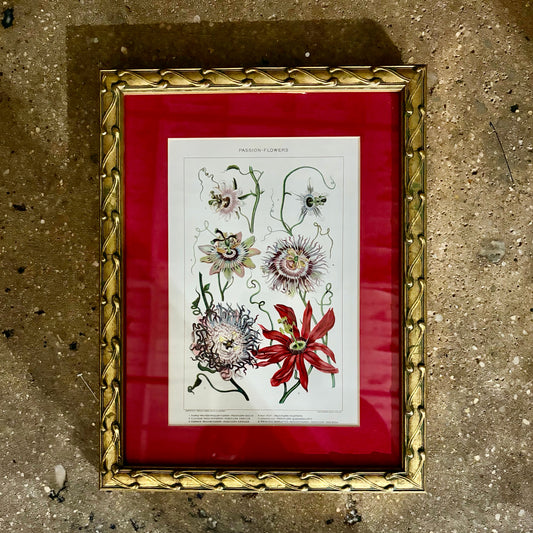 VTG Passion Flower Botanical Lithograph Print, 10.25"W x 13.25"H x .75"D