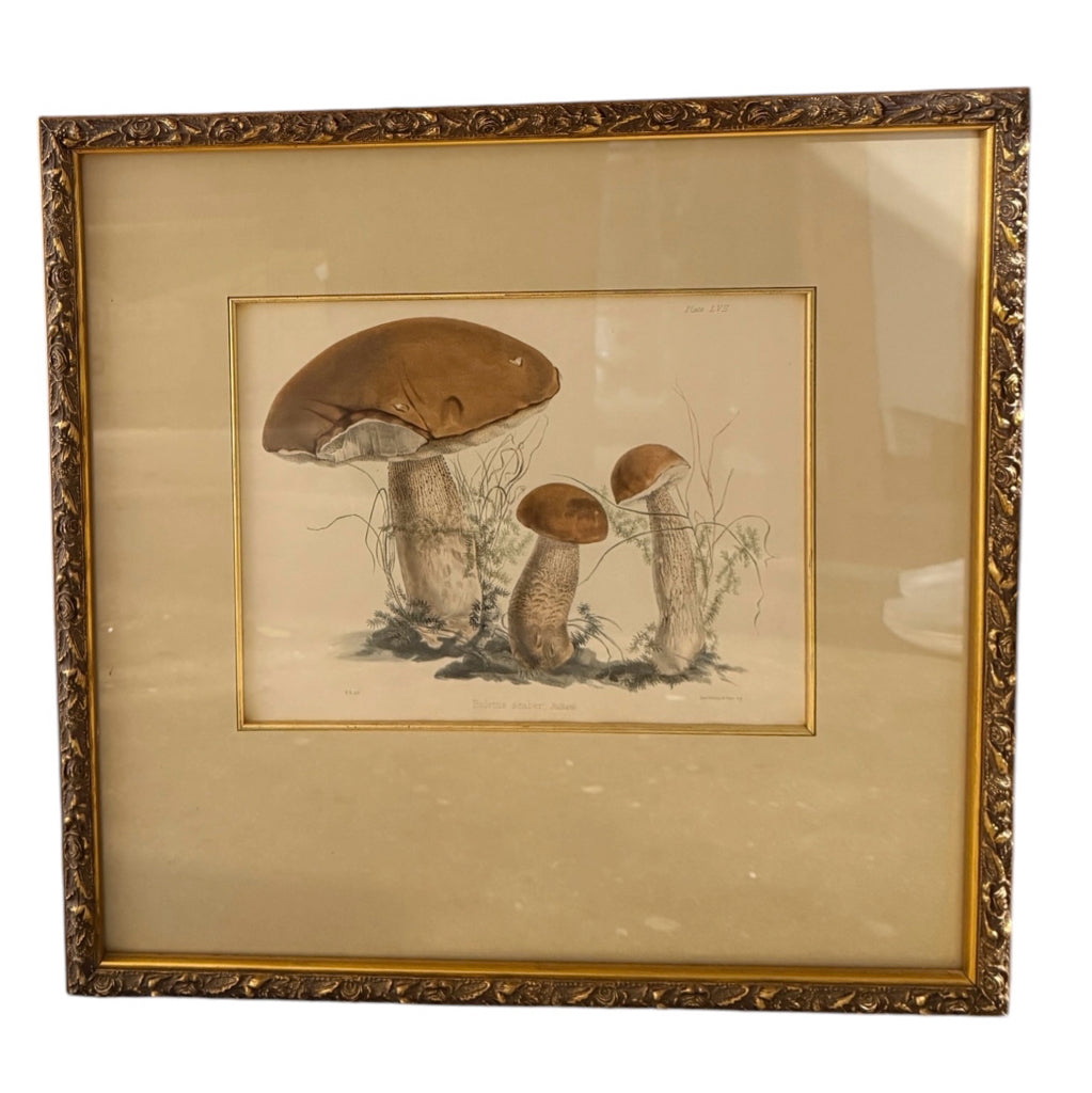 VTG Botanical bookplate, Mushroom 2,19.25"W x 18.75"H