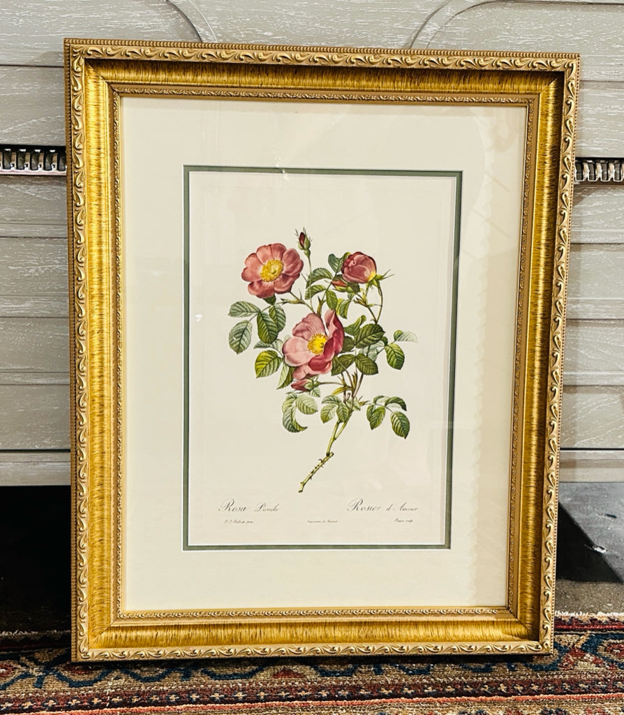 Rosa Pumila botanical print, 20"W x 20.5"H x 1.5"H