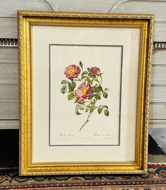 Rosa Pumila botanical print, 20"W x 20.5"H x 1.5"H