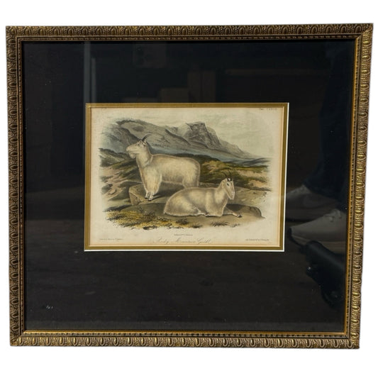 VTG Audobon bookplate, Rocky Mountain Goat,, 15.5"W x 14.25"H