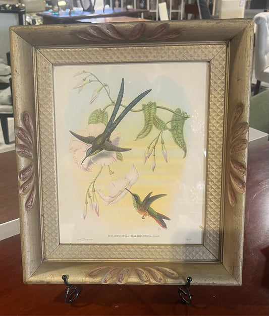 Vintage J Gould Hummingbird Framed Print (12.5" W x 14.5" L x 2"D)