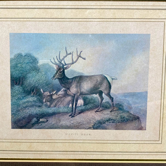 Wapiti Deer Print, 16.5"W x 13.5"H x 1"D