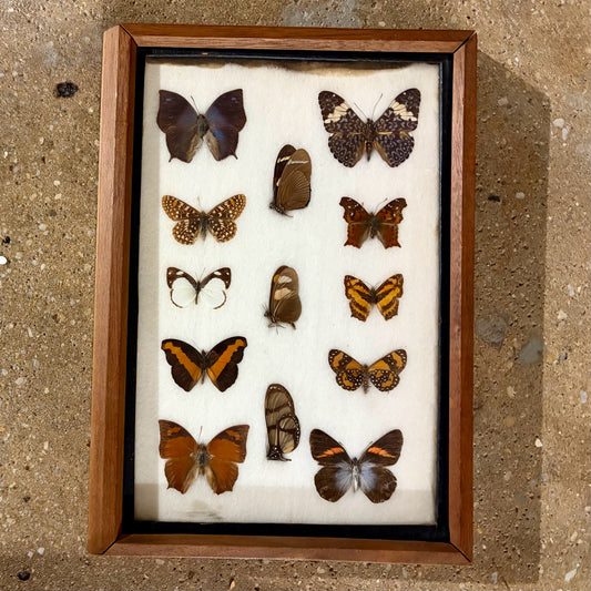 Framed Butterfly Collection, 9.25"W x 13.25"H x 1.75"D