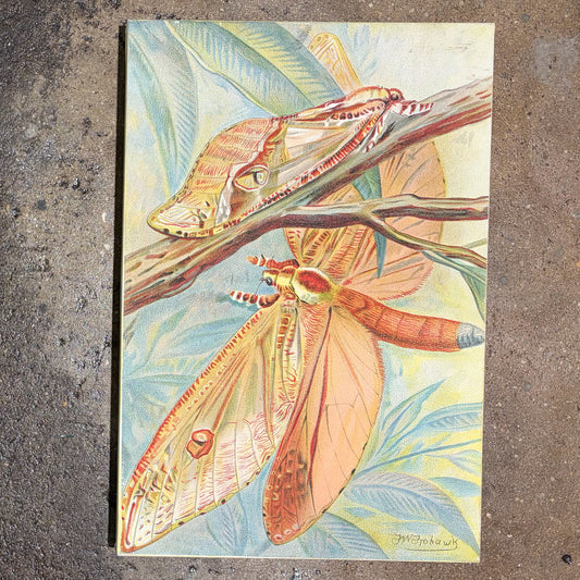"Giant Swift Moth" bb JW Frohawk, Canvas Print, 16"W x 24"H x 1.5"D