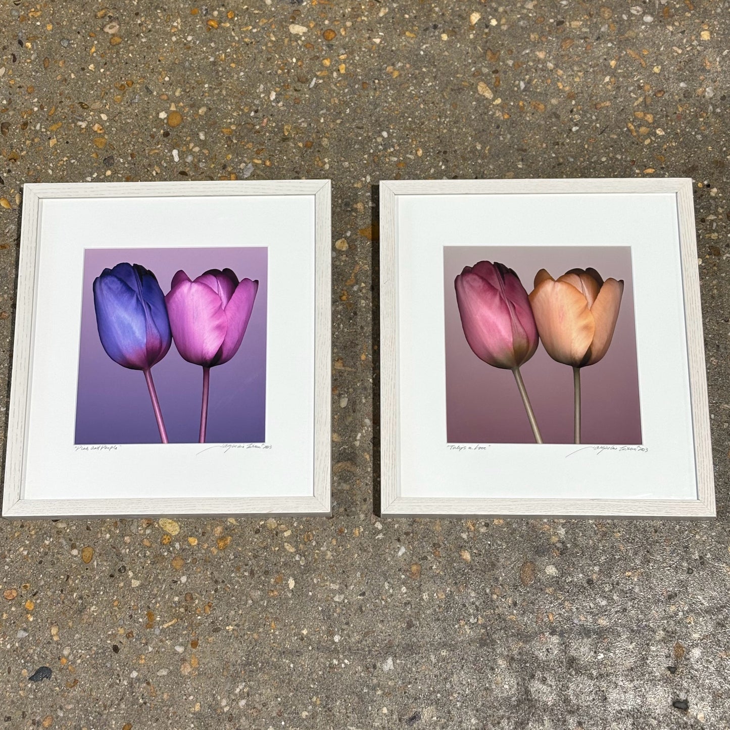 PAIR Tulip Photographs, Signed Jacqueline Tuteur, 13" W x 1.5" D x 14" H