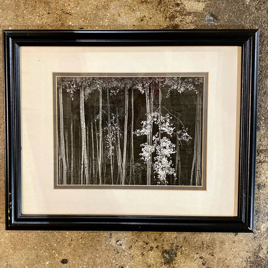 Ansel Adams, Aspens Northern New Mexico, 20"W x 16"H x .75"D