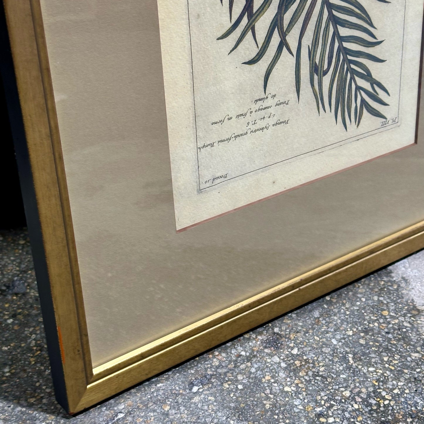 Vintage Style Botanical Palm Leaf Print D.10, Gold Framed, 21.75" L x 16.25" W