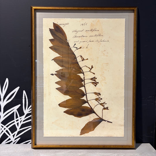 Soicher Marin Large Dried Herberia Print, 28.5"W x 38.5"H