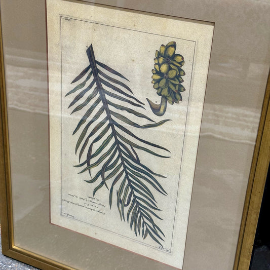 Vintage Style Botanical Palm Leaf Print D.10, Gold Framed, 21.75" L x 16.25" W