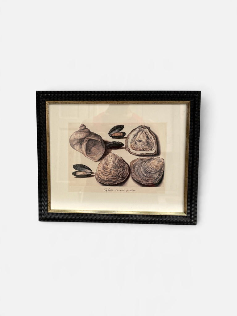 Oysters, Mussels, Moonhorn print, 11"W x 9"H