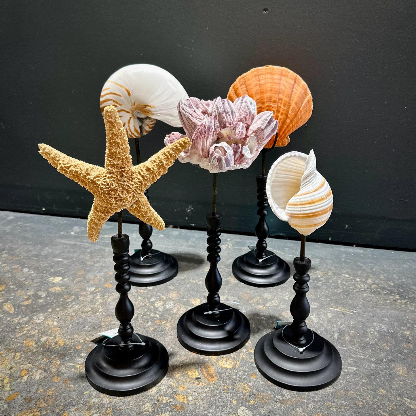 Decorative Seashells, Set of 5, Black Plinths #1