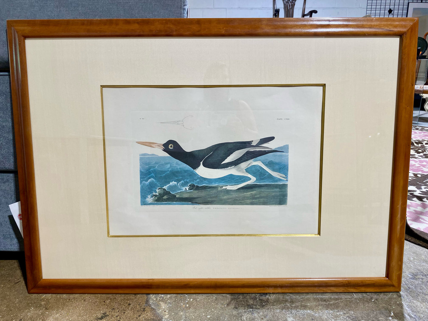 Oystercatcher, Vintage, John James Audubon, 47" W x 33" H