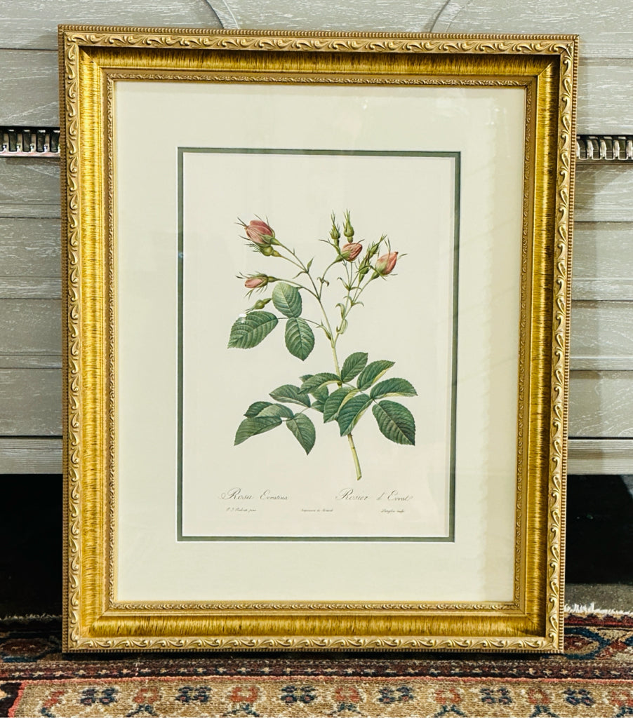 Rosa Evratina botanical print, 20"W x 20.5"H x 1.5"H