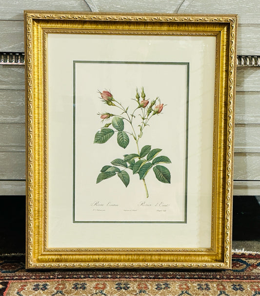 Rosa Evratina botanical print, 20"W x 20.5"H x 1.5"H