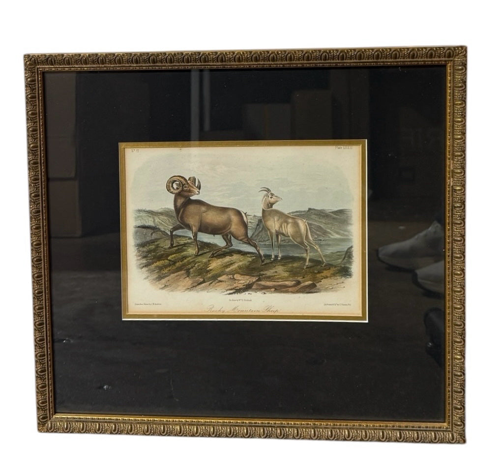VTG Audobon bookplate, Rocky Mountain Sheep, 15.5"W x 14.25"H