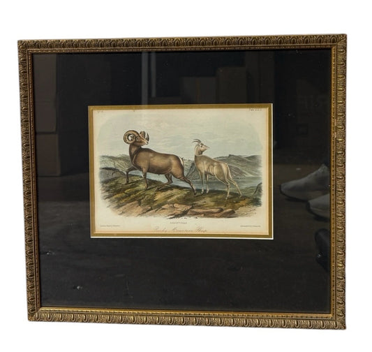 VTG Audobon bookplate, Rocky Mountain Sheep, 15.5"W x 14.25"H