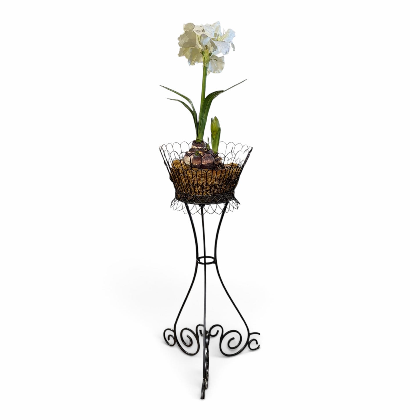 Iron planter w/Amaryllis, 42"H x 22"D