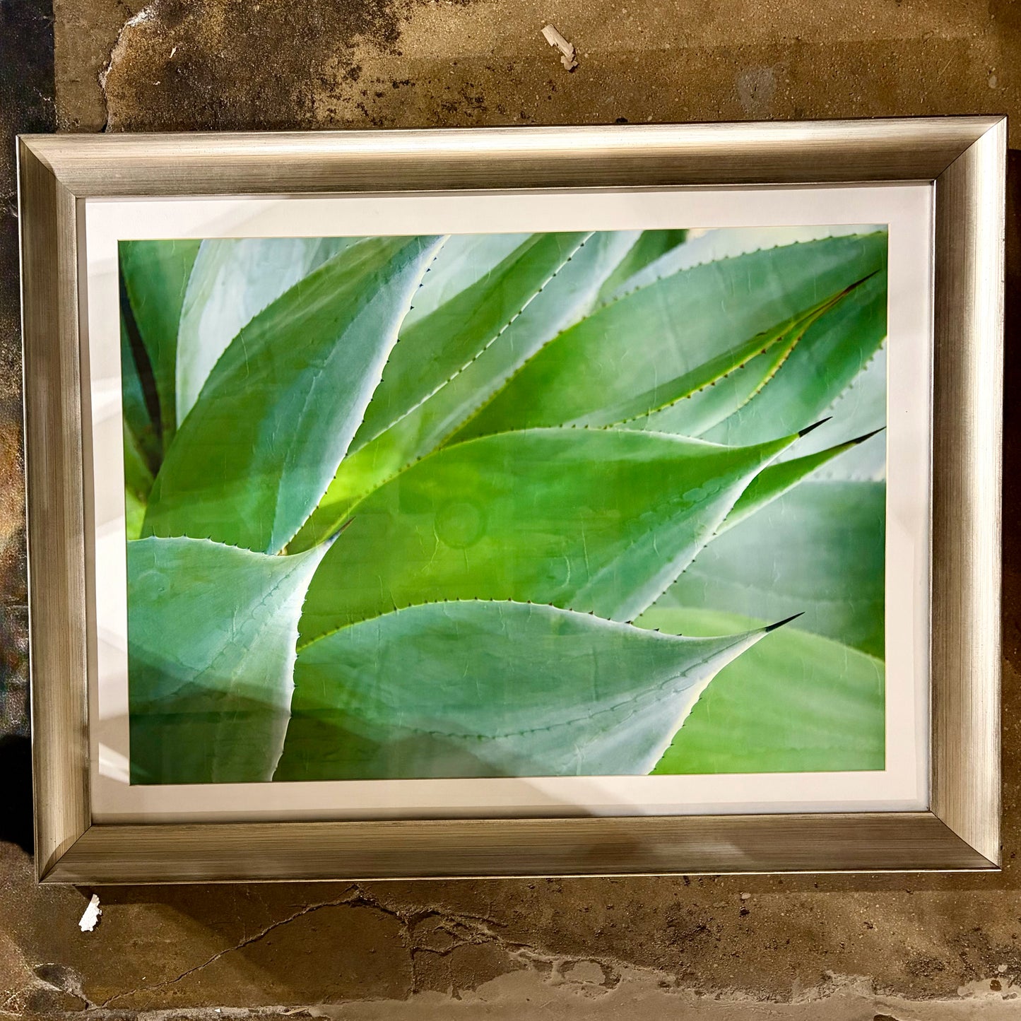 "Agave I" Print by Thea Schrack, 48"W x 37"H x 1.5"D