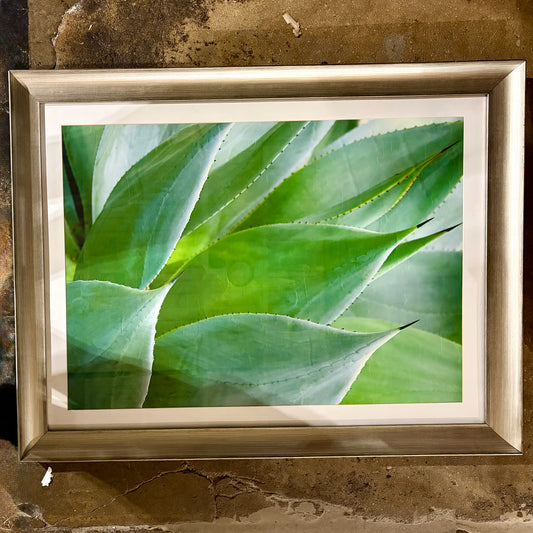 "Agave I" Print by Thea Schrack, 48"W x 37"H x 1.5"D