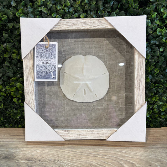 Sand Dollar Shadow Box Wall Hanging, 8.5"Sq x 1"D