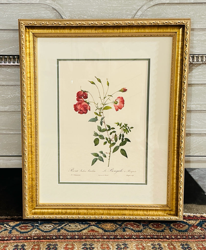Rosa Indica botanical print, 20"W x 20.5"H x 1.5"D