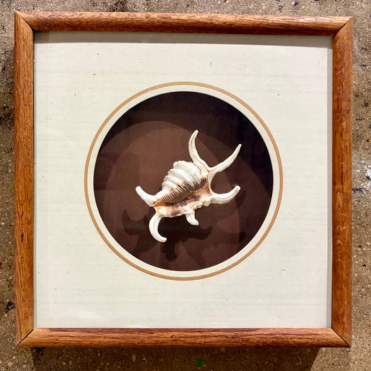 Framed Lambis Chiragra Spider Conch Shell, 13.25"W x 13.25"H x 2.25"D