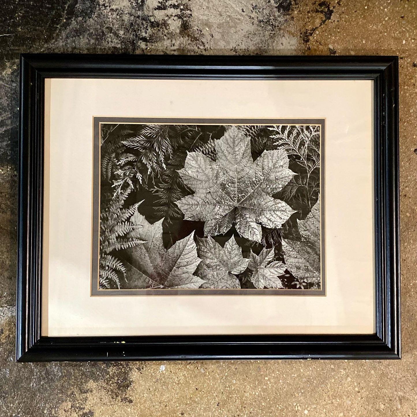 Ansel Adams, Leaves, Glacier Nat. Park, 20"W x 16"H x .75"D