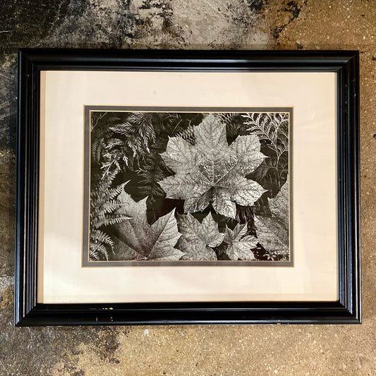 Ansel Adams, Leaves, Glacier Nat. Park, 20"W x 16"H x .75"D