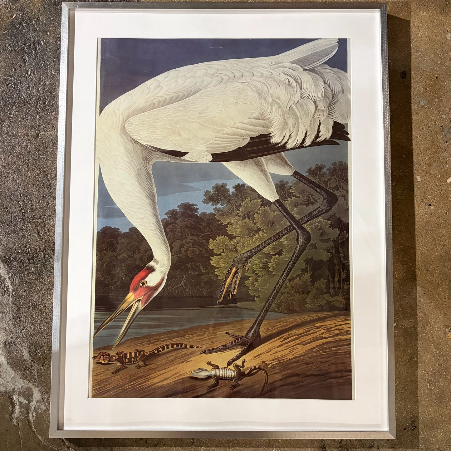 "Hooping Crane" Print by John James Audubon, 23"W x 32"H x 1.75"D