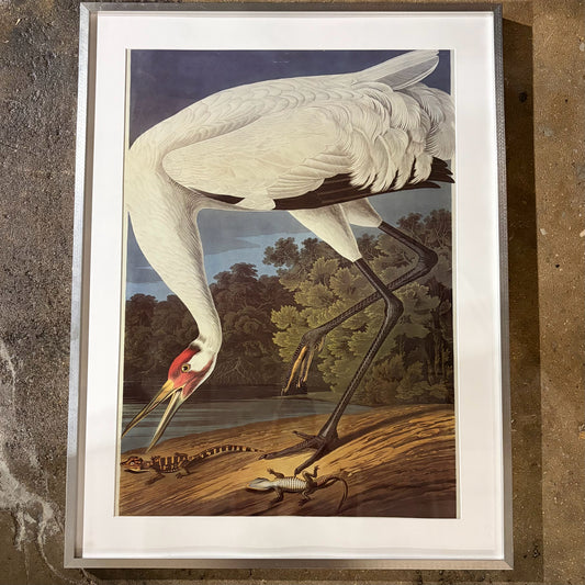 "Hooping Crane" Print by John James Audubon, 23"W x 32"H x 1.75"D