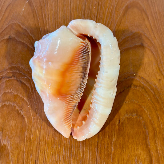 Vintage Italian Hard Carved Conch Seashell, 6" L x 4" W x 3" H