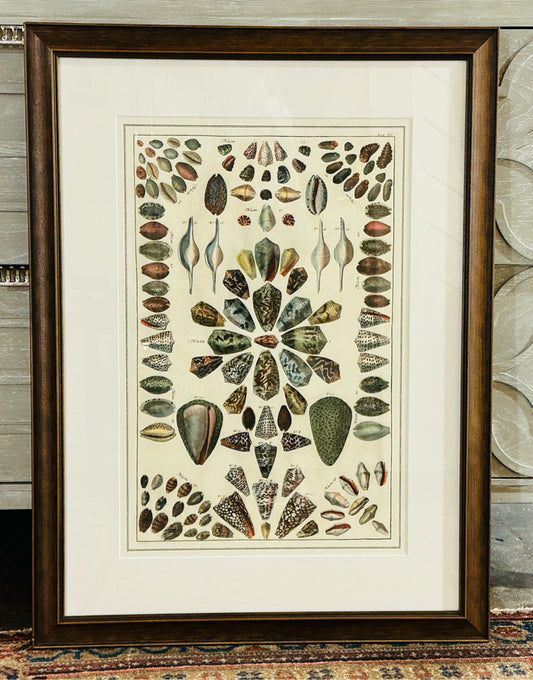 Albertus Seba 'Shells IV' print, 20"W x 24.5"H x 1"D