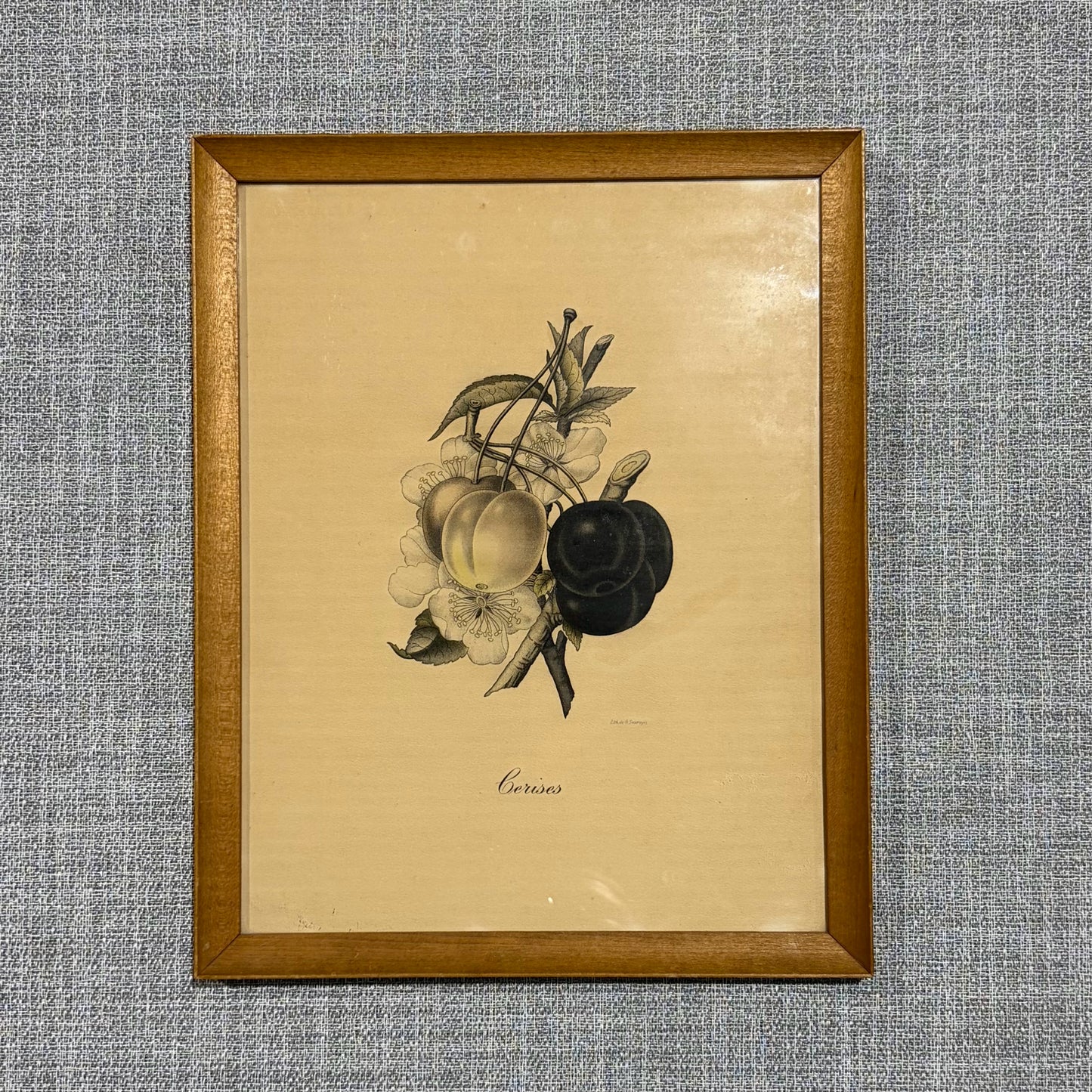 "Cerises" Lith. de G.Severeyns Reproduction, 12"W x 15.25"H